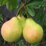 Осенняя Яковлева_0x160 Любимый сад